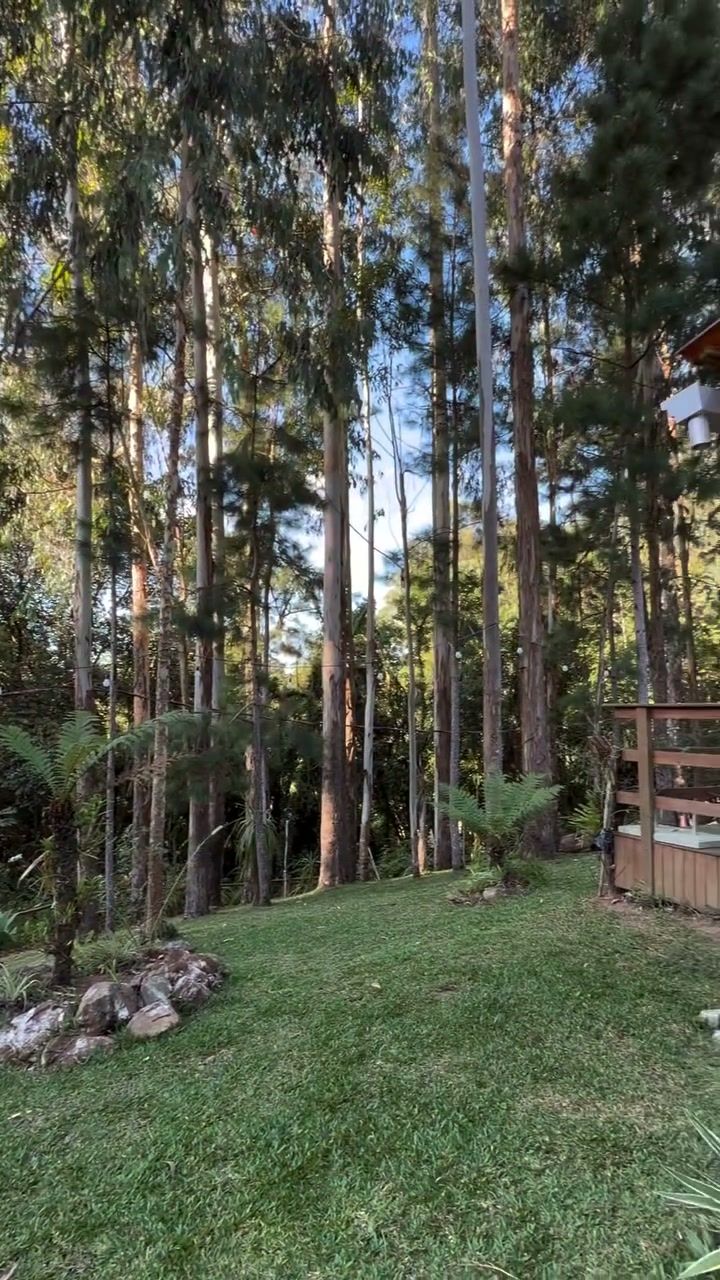 Bosque de eucaliptos ao redor do espaço
